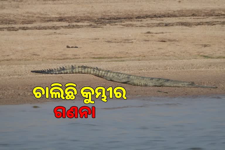 Crocodile Census