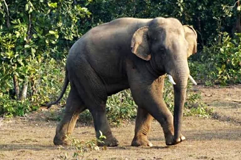 elephant tussle in angul