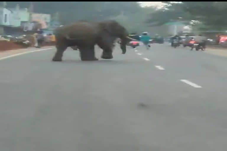 வீடியோ ஊருக்குள் புகுந்த காட்டுயானை பொதுமக்களை விரட்டியதால் பரபரப்பு