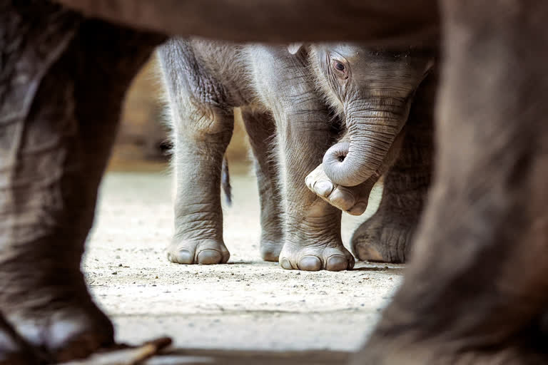 Climate change is leaving African elephants desperate for water