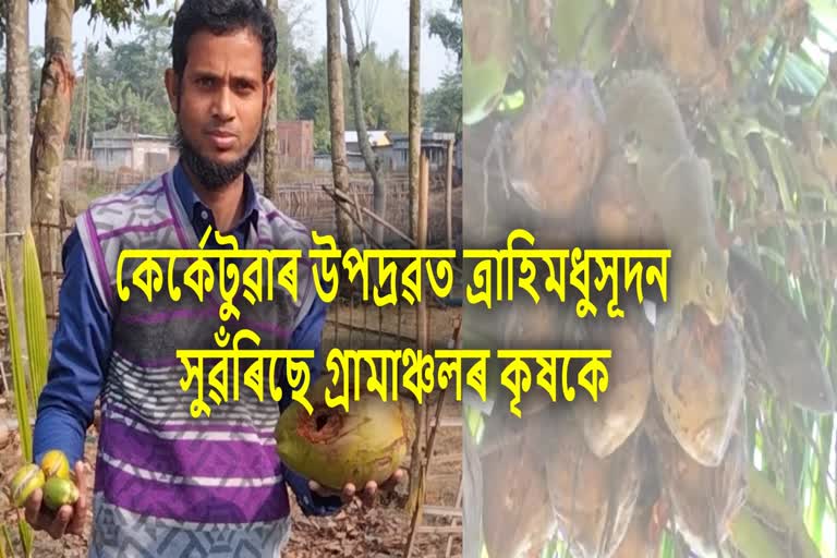 কেৰ্কেটুৱাৰ উৎপাতত মূৰে-কপালে হাত দিছে গ্ৰামাঞ্চলৰ কৃষকে