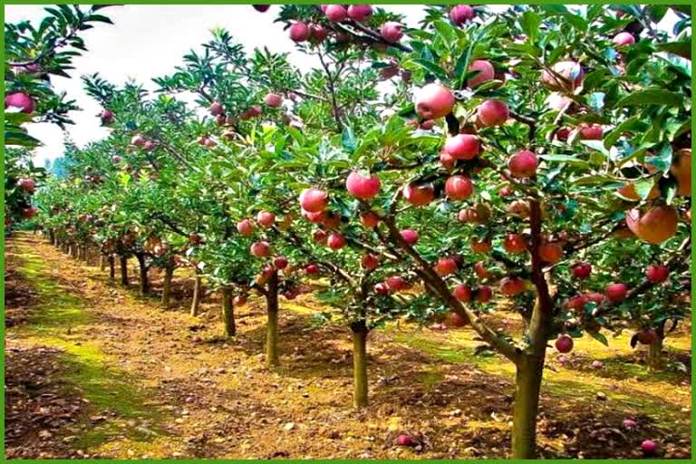 Kullu growers demanding foreign varieties of apple.