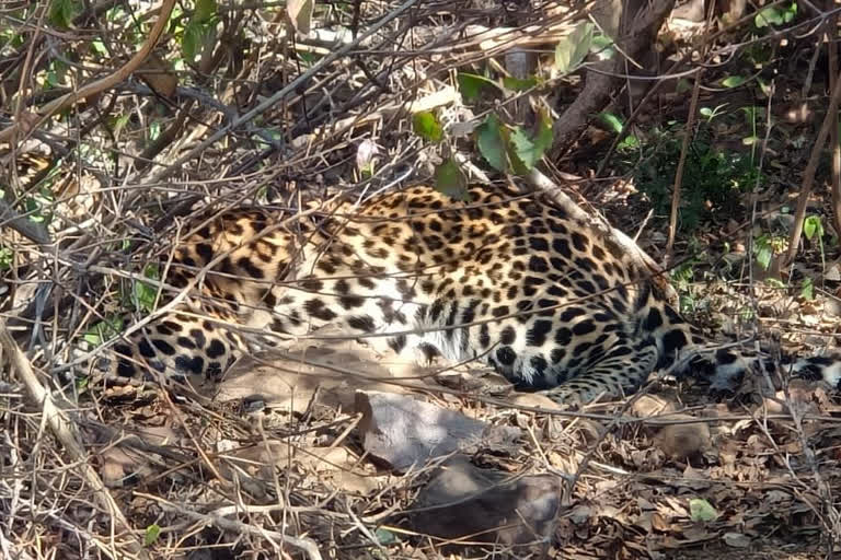 leopard trapped in wire in sagar