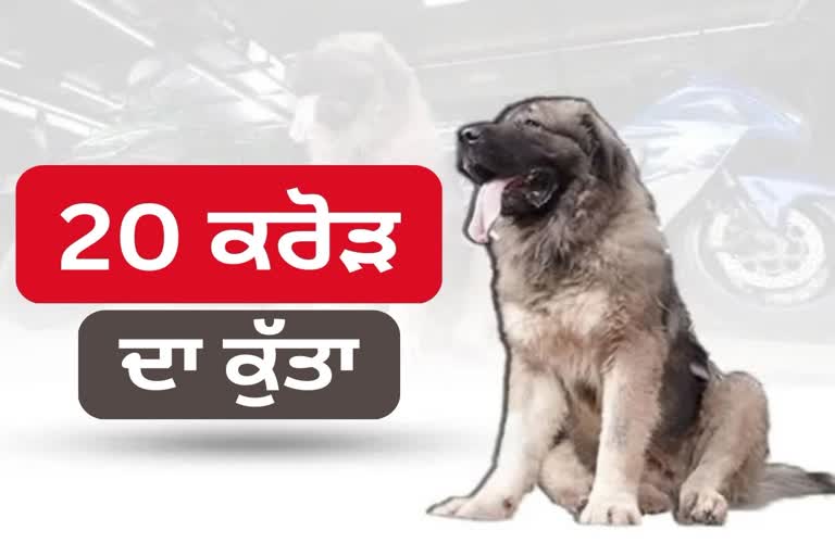 Caucasian Shepherd dog worth 20 crores