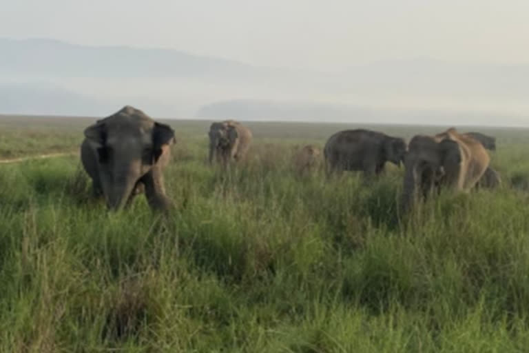 representative image of Two elephants died due to electrocution in Chhattisgarh