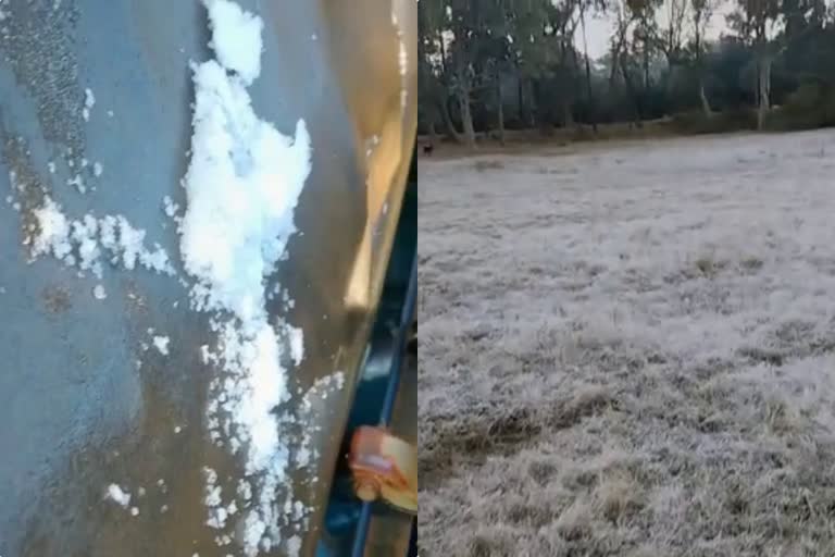 pachmarhi tourist enjoy dew drops became ice
