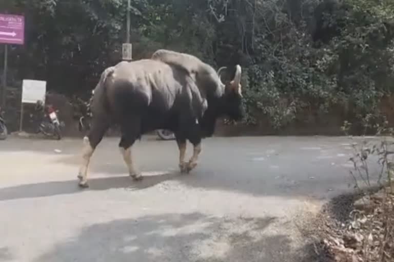 महाबळेश्वरमधील बाजारपेठेत अचानक गव्याची एन्ट्री