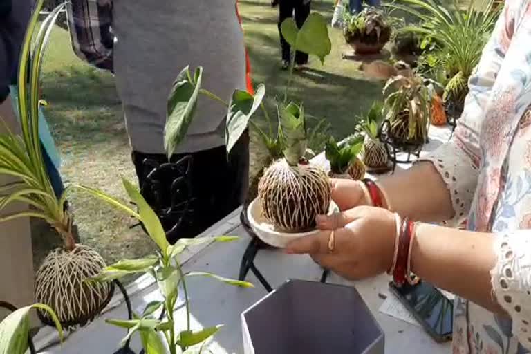 Unique plant shown in flower exhibition in Raipur