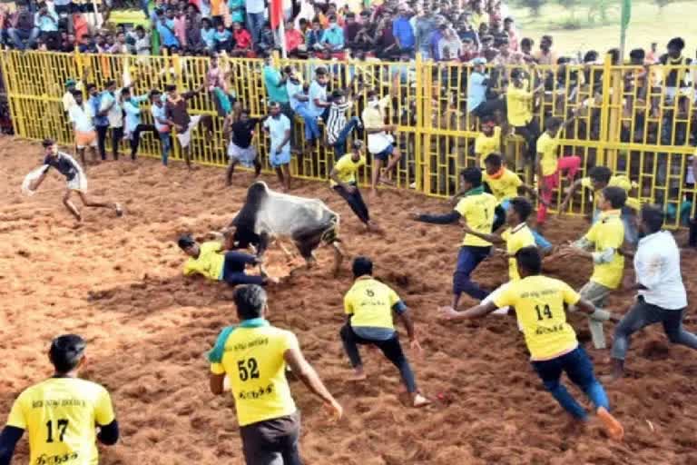 Jallikattu season