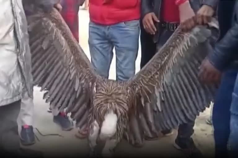 rare-himalayan-griffon-vulture