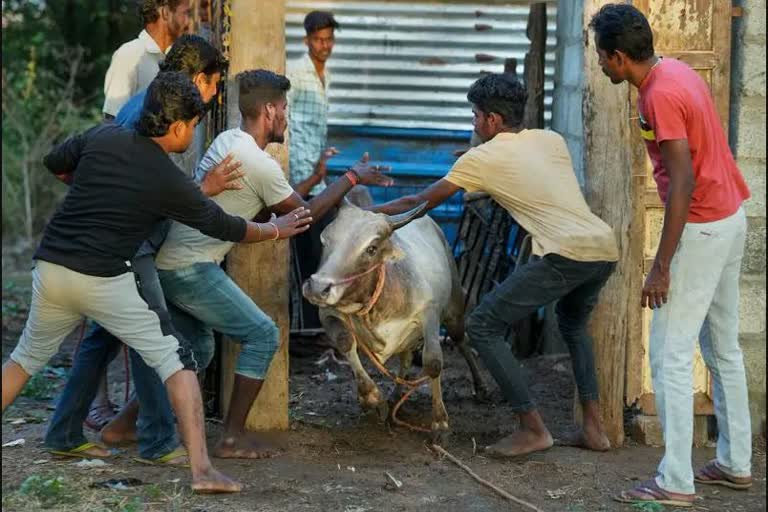 traditional festival of Tamil Nadu Jallikattu