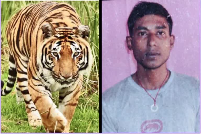 Etv Bharat Tiger killed man in Piliphit