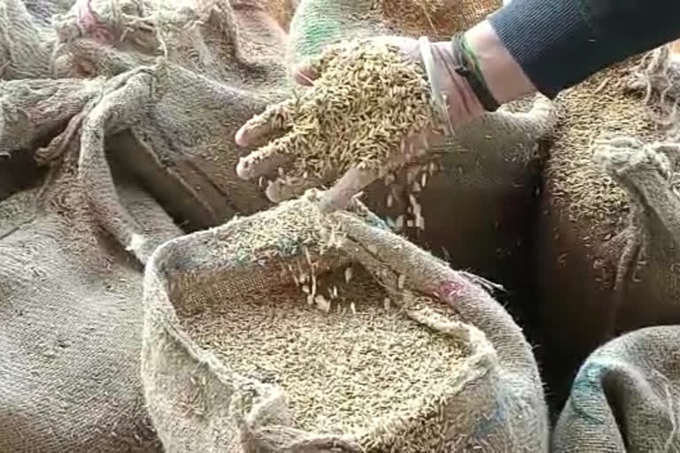 MP Sagar mixing straw instead of paddy in sacks