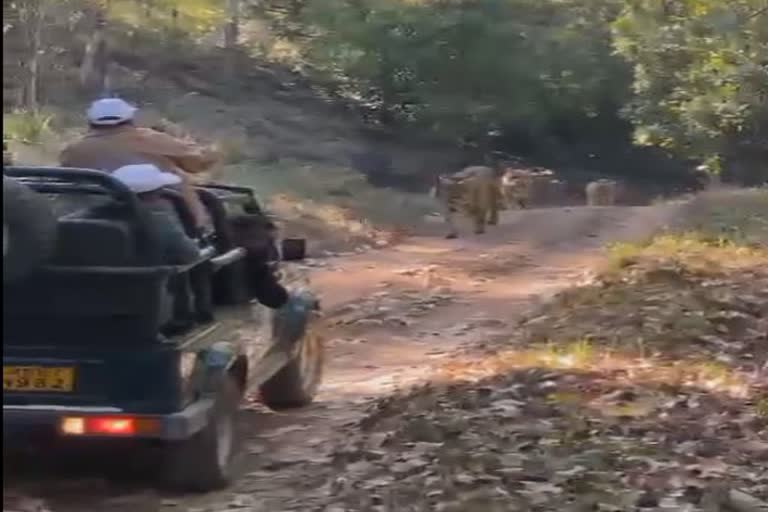 fear and thrill of tiger in narmadapuram