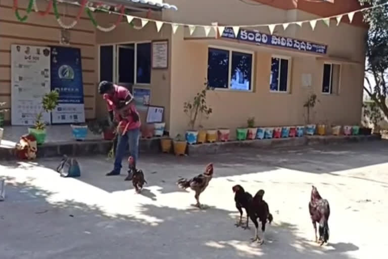 Cockfighting ring