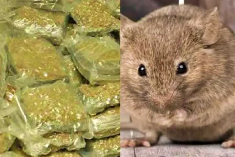 Etv Chennai court acquits accused after police said rats eat up seized ganja