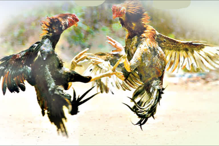 Sankranthi cock