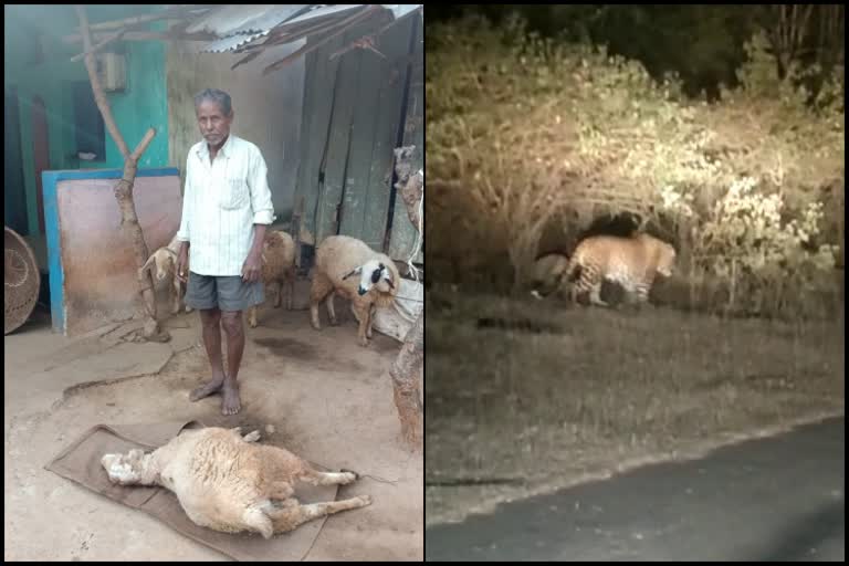 a leopard was spotted on the road, in another place attacked on sheep