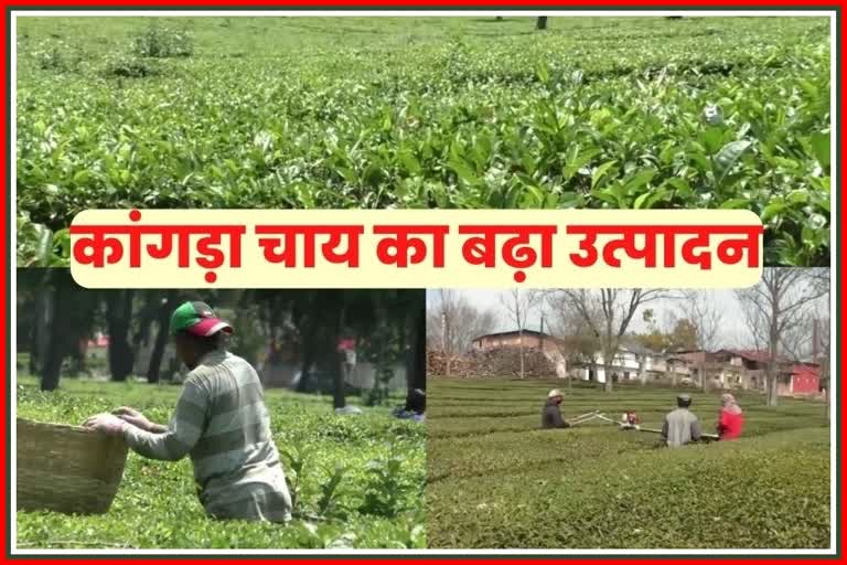 Kangra tea production increased