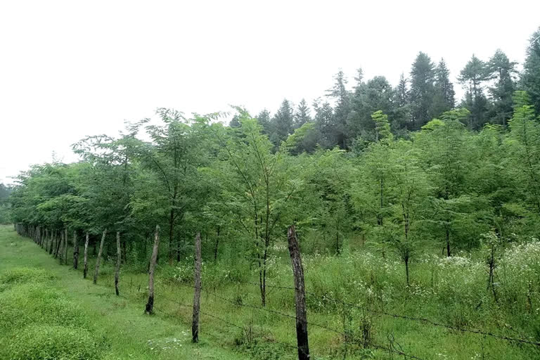 forest department Haryana plantation in Haryana