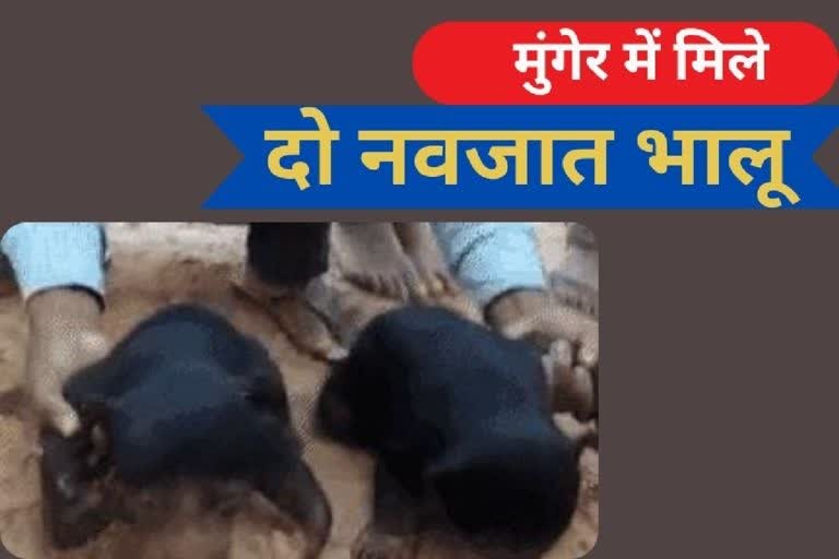 मुंगेर में मिले 2 नवजात भालू