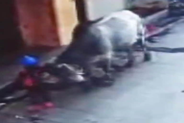 ujjain girl playing outside house attack by bull