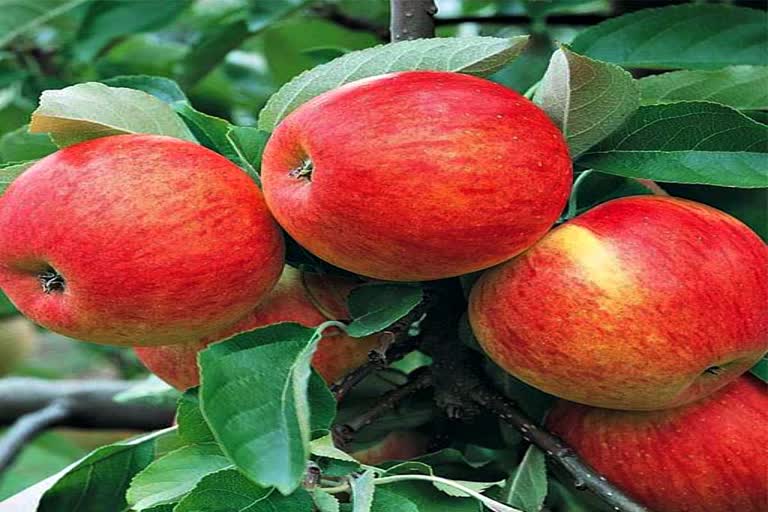 Apples in Kinnaur