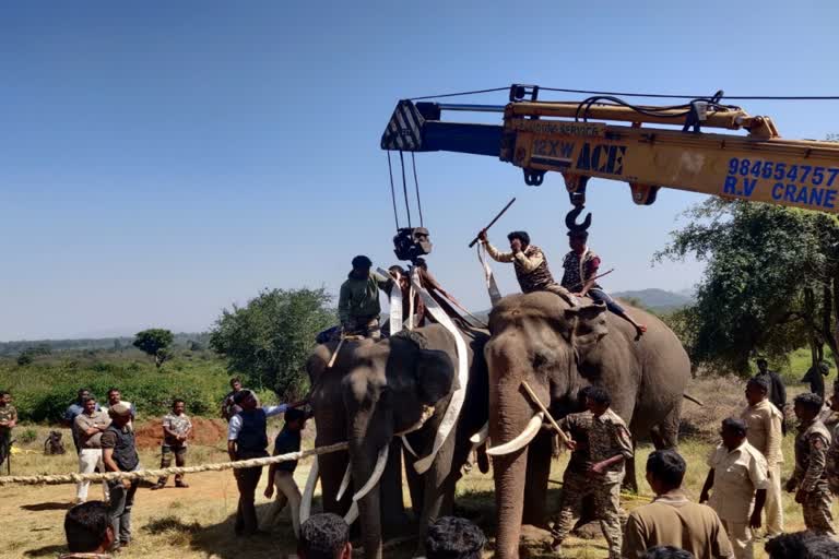 elephant-caught-in-abhimanyus-labyrinth-sighing-farmers