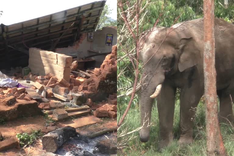 ഇടുക്കി  കാട്ടാനശല്യം  idukki  poopara  wild elephants attack at idukki  Complaint on wild elephants attack  idukki latest news  ചില്ലിക്കൊമ്പൻ  ചില്ലിക്കൊമ്പൻ ഇടുക്കി കാട്ടാന  ശാന്തൻമ്പാറ  പൂപ്പാറ  ചിന്നക്കനാല്‍  ആനയിറങ്കല്‍  ശങ്കരപാണ്ഡ്യന്‍ മെട്ടിലെ  പിഎംടു  ശാന്തൻമ്പാറ ഗ്രാമ പഞ്ചായത്ത്