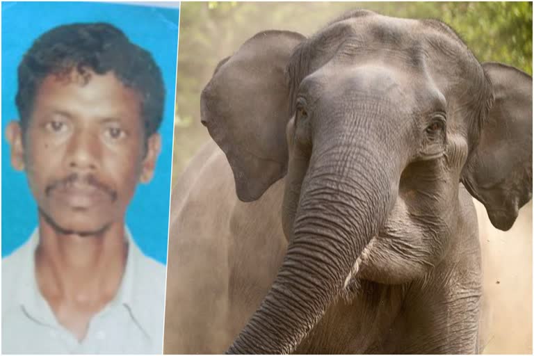 man died by Elephant Attack in Beliatore of Bankura