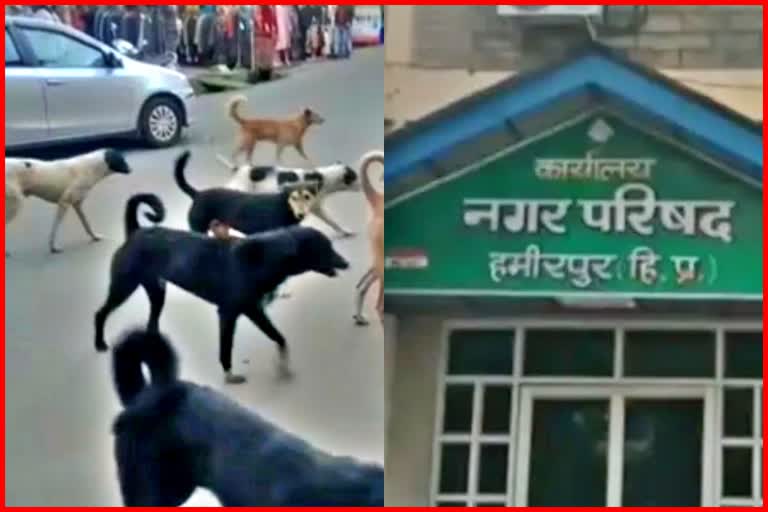 Stray dogs sterilization in Hamirpur.