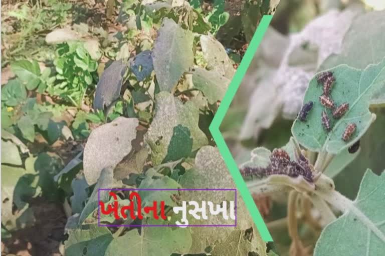 Effective Pest Control Solution : પાકમાં જીવાત નિયંત્રણ કરે રાખનો ઉપયોગ, પ્રાકૃતિક ખેતીના નુસખા