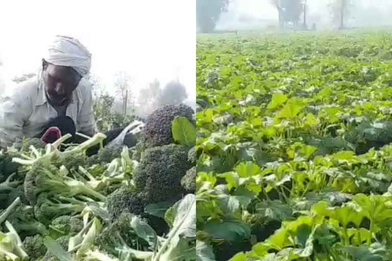 vegetables Damage due to cold in haryana