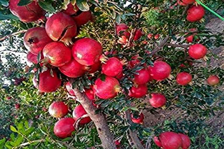 Pomegranate farming in chhattisgarh