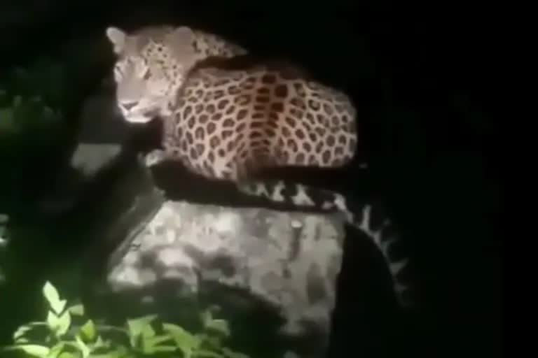 Leopard terror in Garhwa