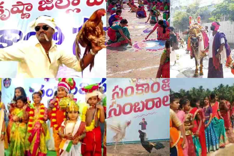 Sankranti celebrations