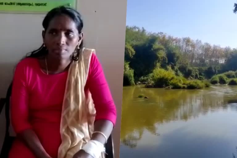 crocodile attack  crocodile attack against women  crocodile attack wayanadu  wayanadu crocodile attack  panamaram crocodile attack  latest news in wayanadu  latest news today  വയനാട്ടിൽ മുതലയുടെ ആക്രമണം  യുവതിയുടെ കൈക്ക് പരിക്ക്  പനമരം  പരക്കുനി പുഴ  വയനാട് ഏറ്റവും പുതിയ വാര്‍ത്ത  ഇന്നത്തെ പ്രധാന വാര്‍ത്ത