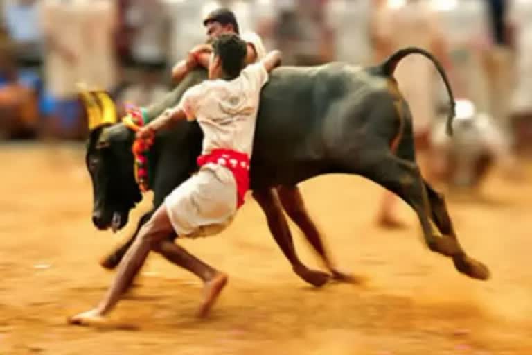 Jallikattu (symbolic)