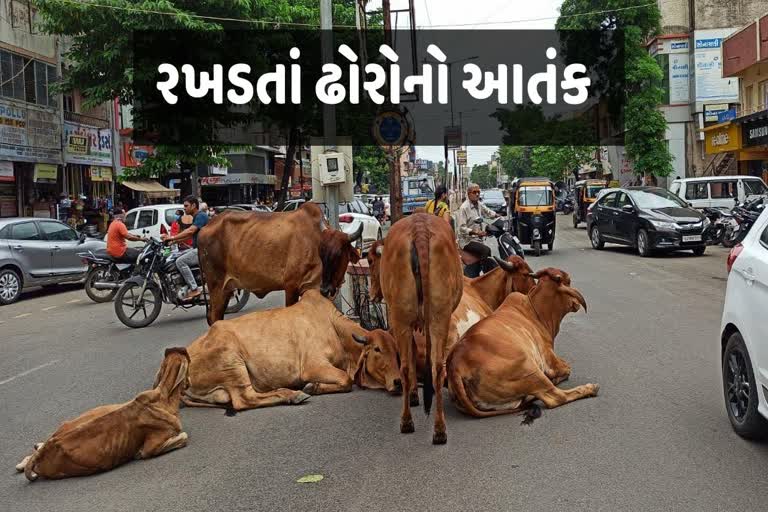 50 હજાર રખડતા આખલાઓનું ખસીકરણ કરવામાં આવશે.