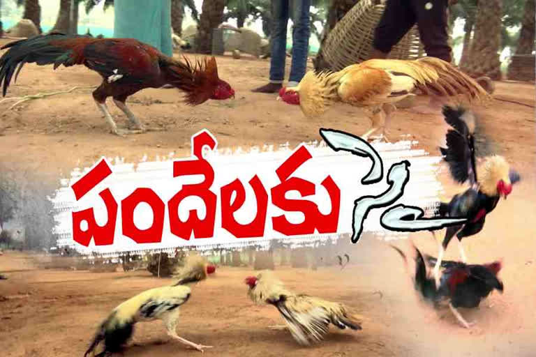 Sankranthi Cock Fight