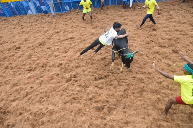 Jallikattu in Chennai for the first time in history