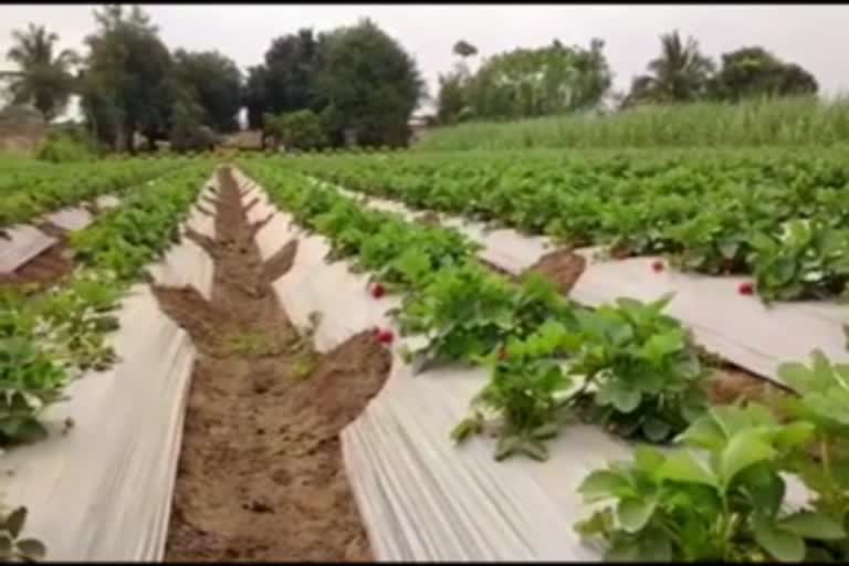 growing strawberries in dry land