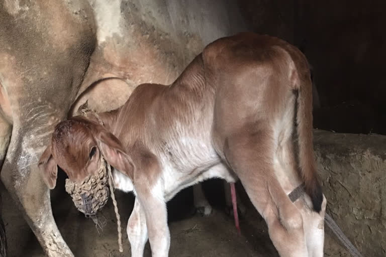 Calf with 8 teats