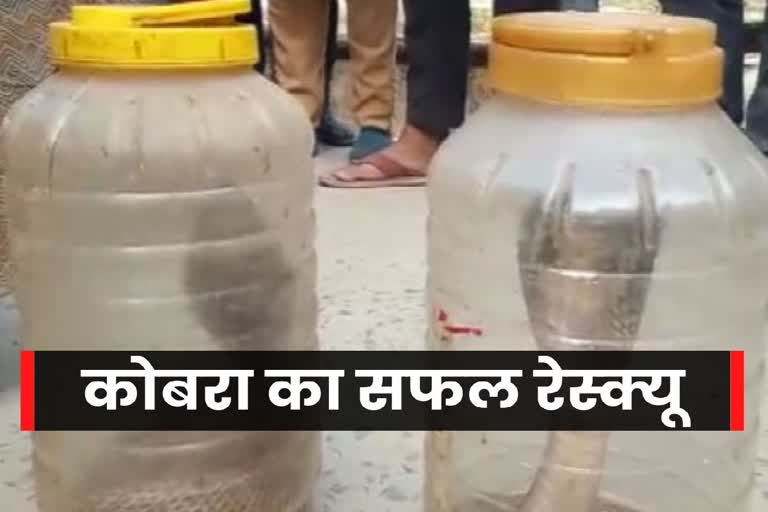 नवगछिया में कोबरा सांप का रेस्क्यू