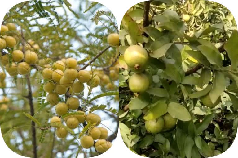 organic gooseberry farming in Bharatpu
