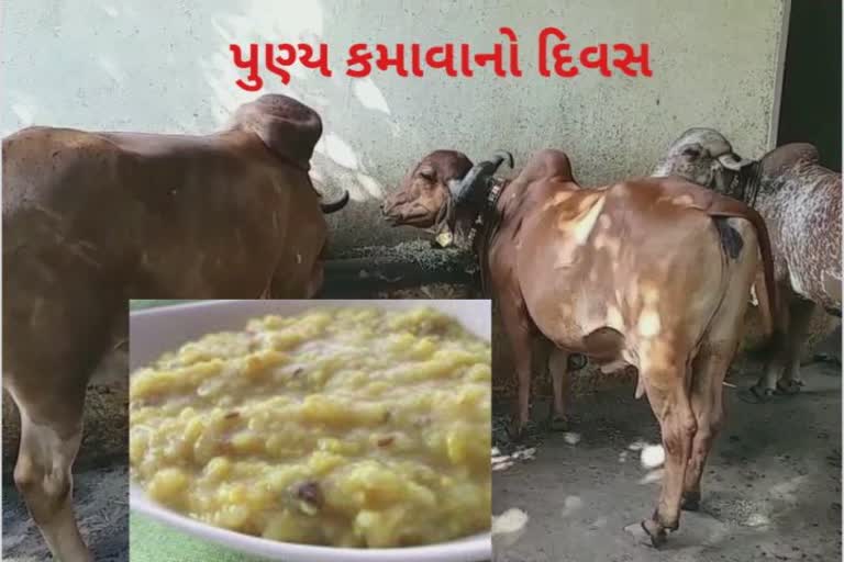 Religious Tradition of Uttarayan in Gujarat : મકરસંક્રાંતિના દિવસે ગાયને ખીચડો ખવડાવવાનું મહત્વ