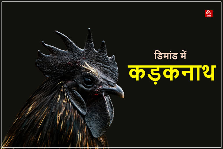 gwalior kadaknath chicken demand
