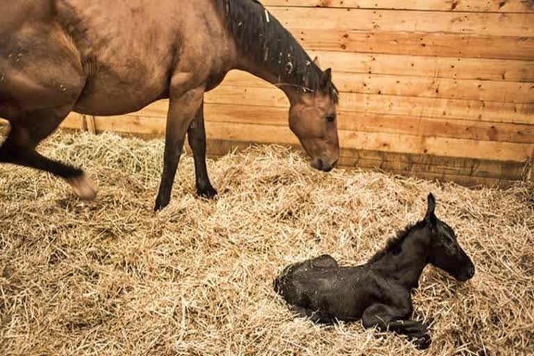 Seven horses infected with Glander in Jind