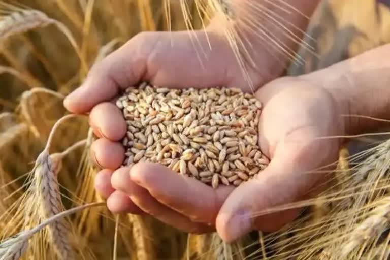 When remove ban on wheat export