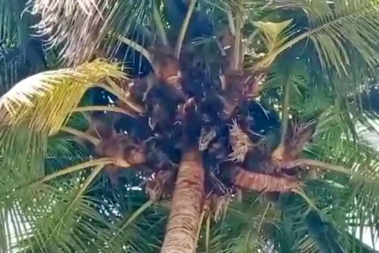 Villagers amazed at how a coconut tree has borne saplings on its top instead of fruits have designated it as a village deity. It has more than 20 saplings sprouting from the top.